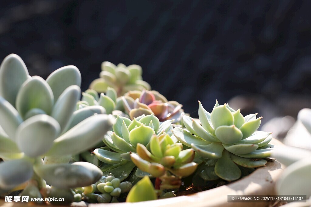 可爱多肉植物盆栽