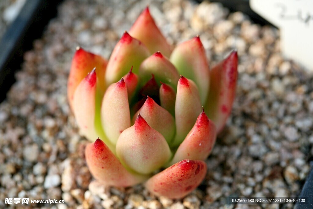 可爱多肉植物特写