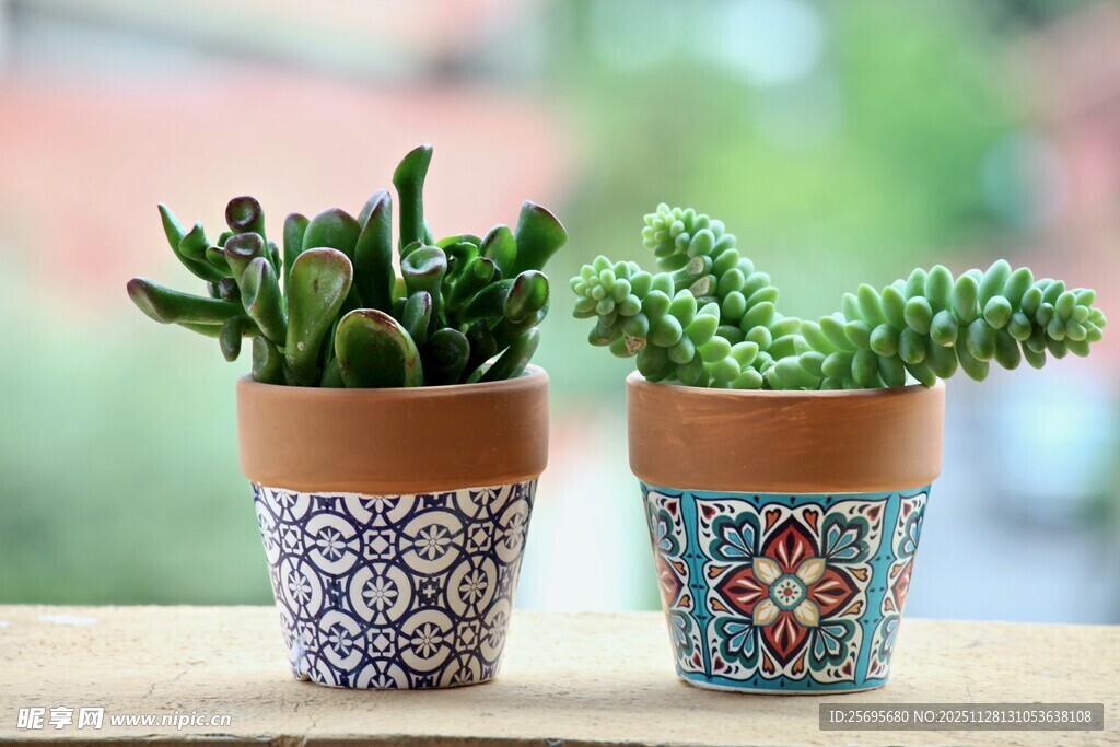 多彩图案花盆中的多肉植物