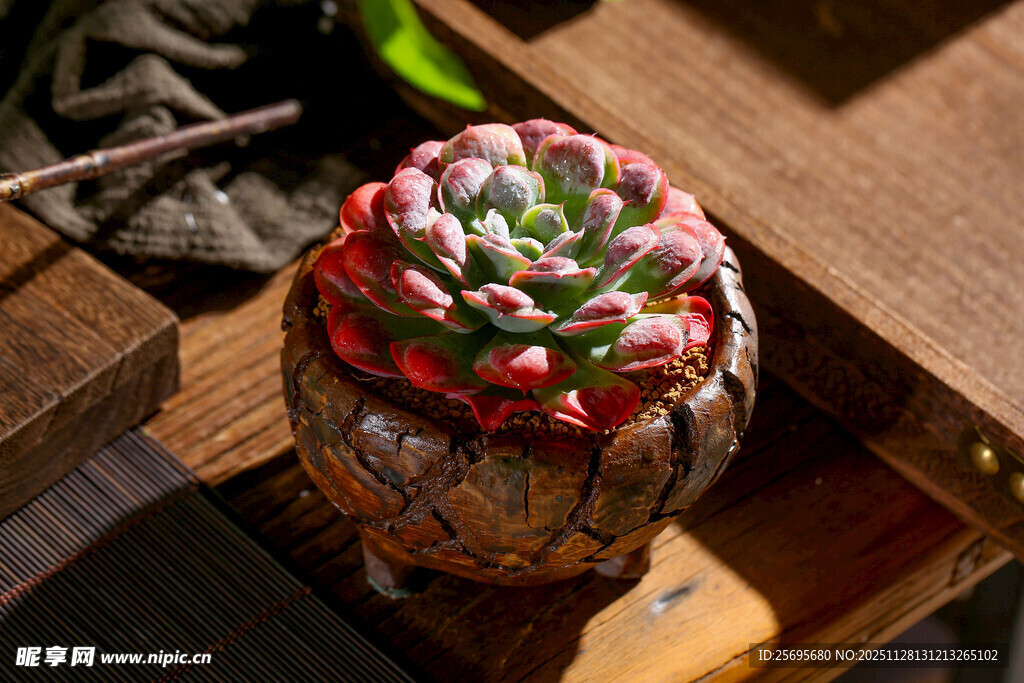 多彩多肉植物置于古朴容器中