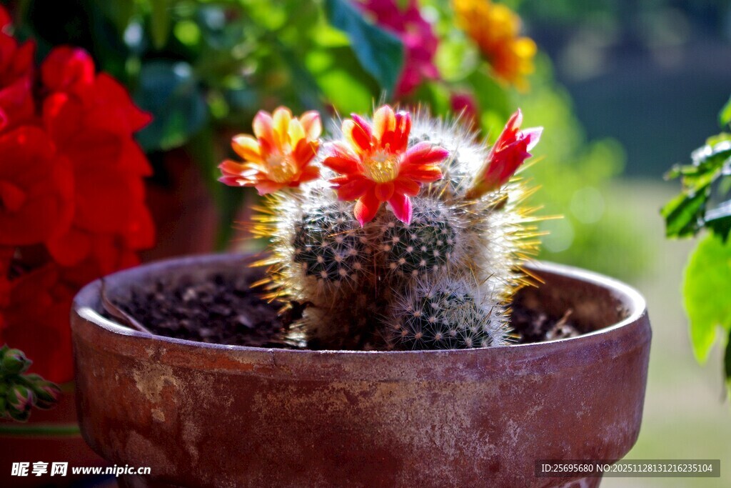 盆栽仙人掌绽放艳丽花朵