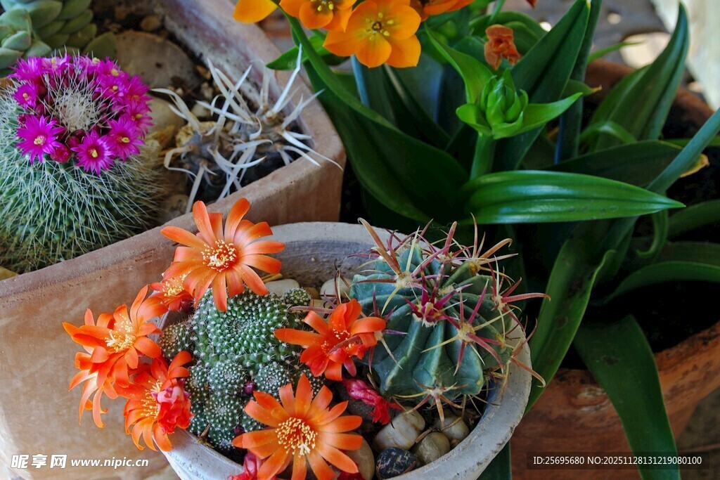 多彩仙人掌盆栽组合