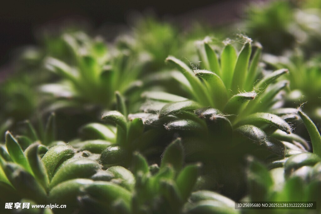 翠绿多肉植物特写
