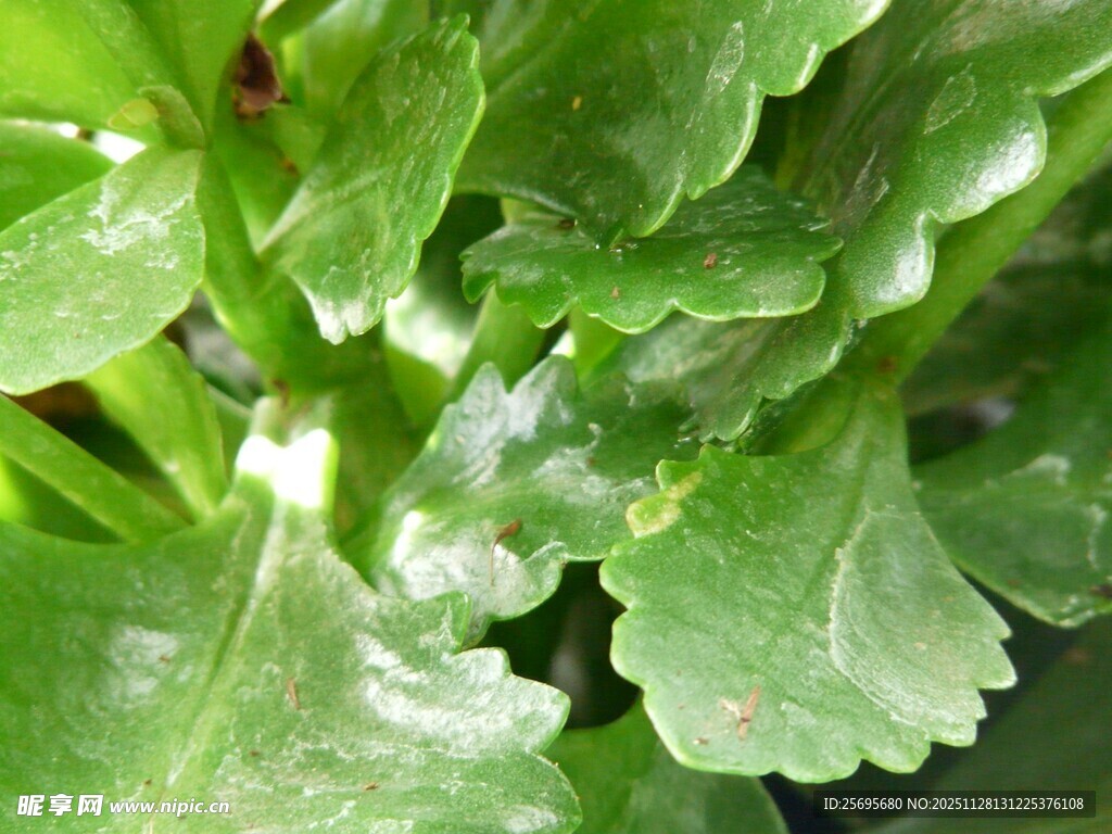 嫩绿芹菜叶特写