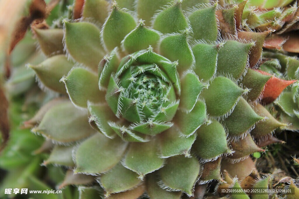 翠绿多肉植物特写