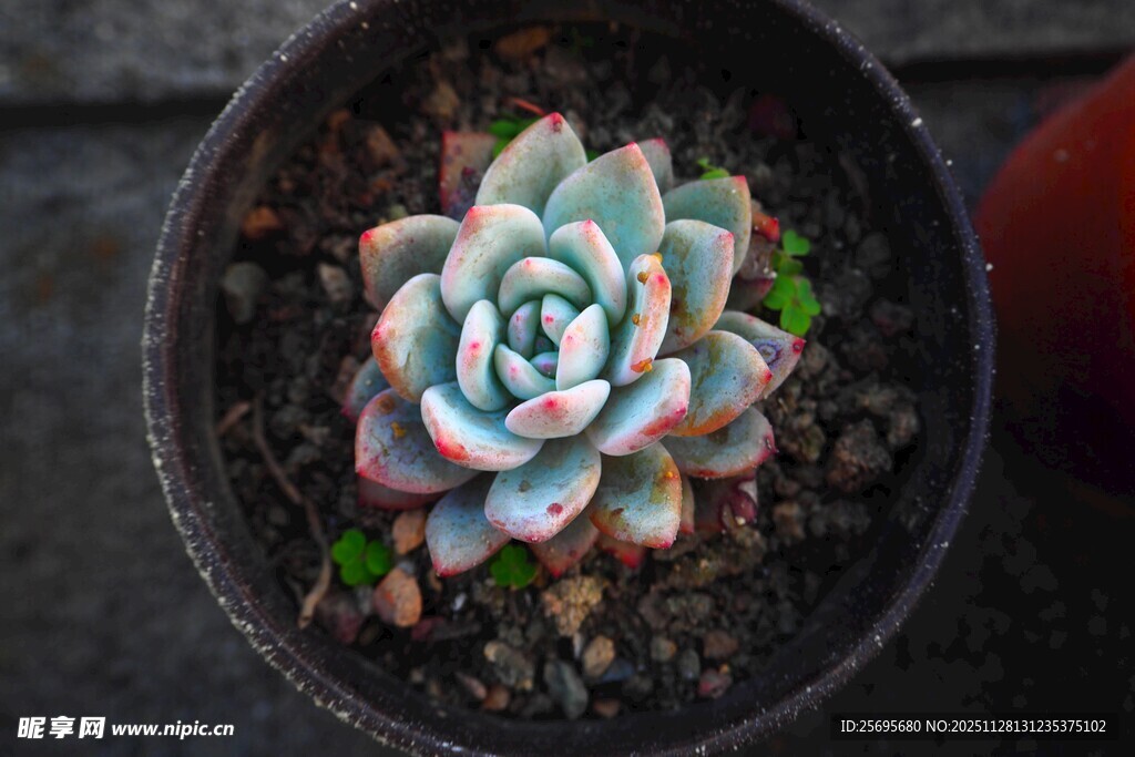 多彩盆栽多肉植物特写