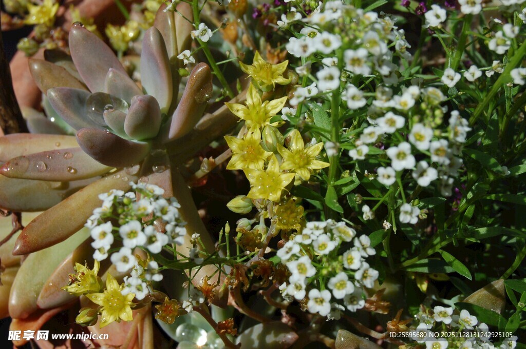 多彩花卉与多肉植物景观