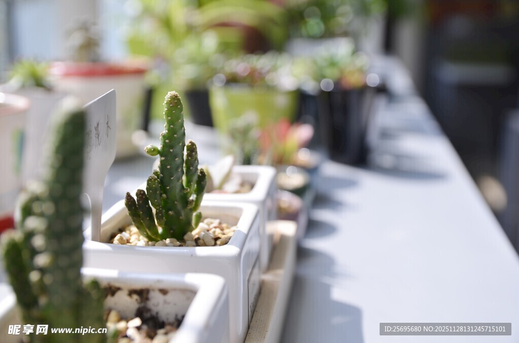 可爱多肉盆栽整齐排列