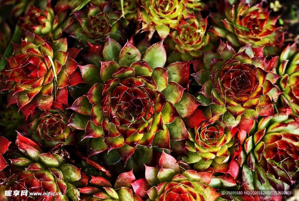 多彩多肉植物花卉特写