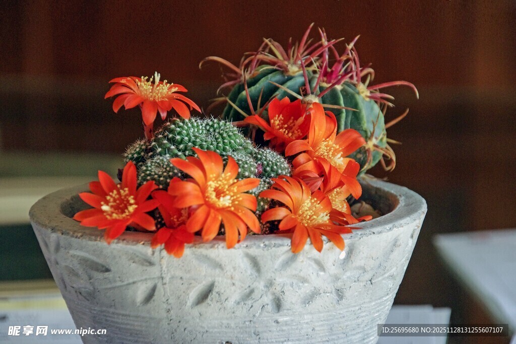 花盆中的多彩仙人掌花卉