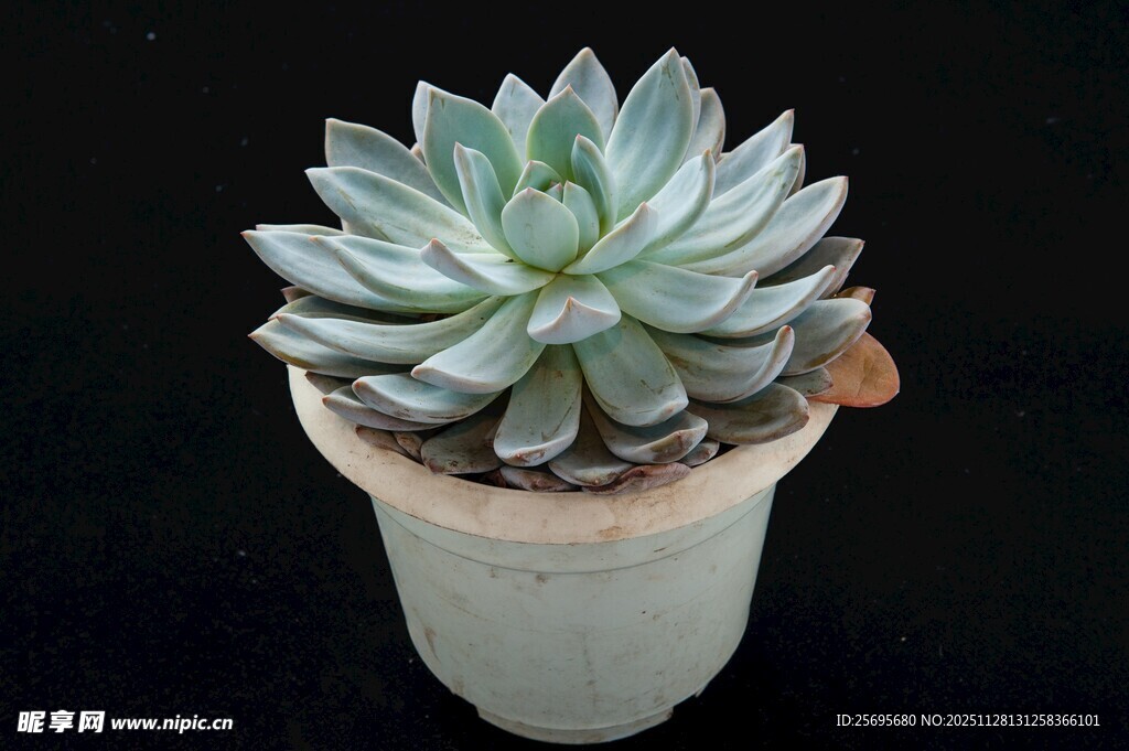 清新多肉植物盆栽