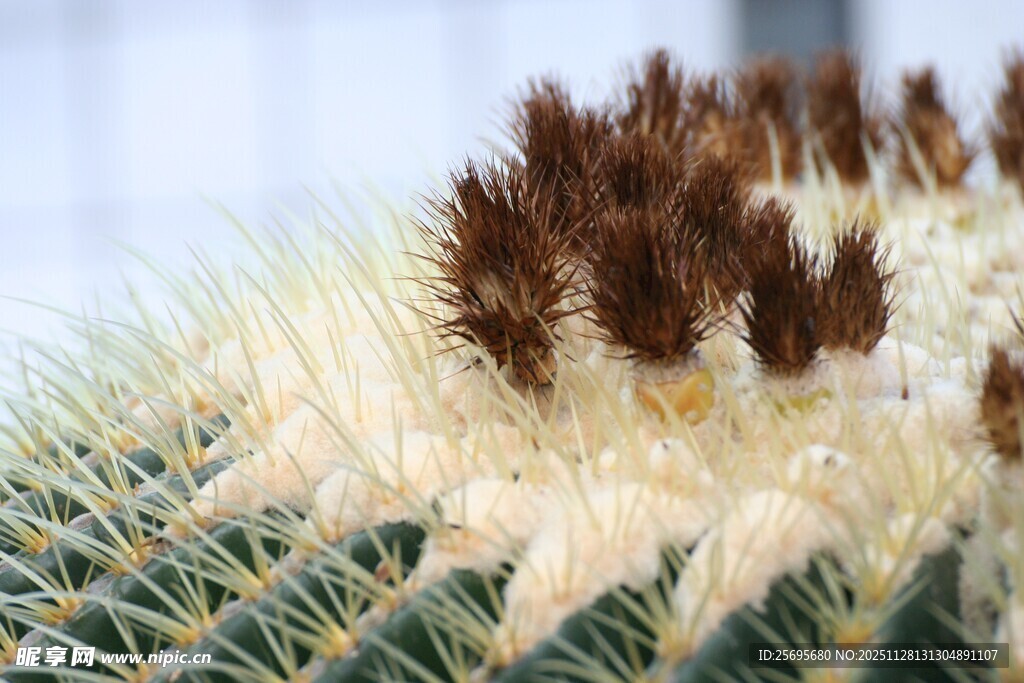 带刺的仙人掌特写