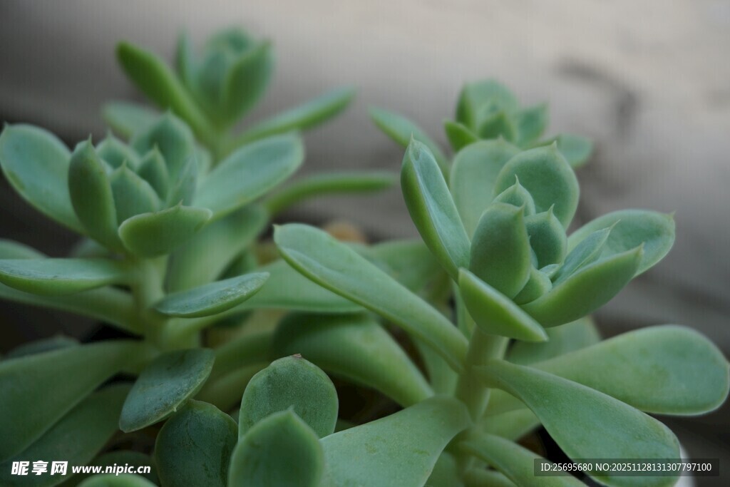 清新多肉植物特写