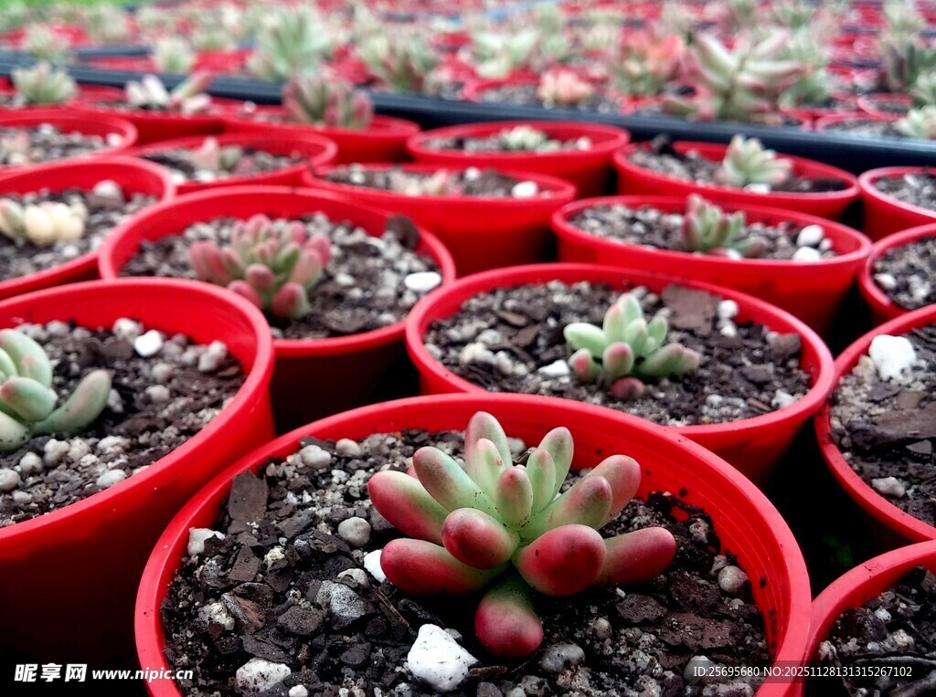 红色花盆中的萌趣多肉植物