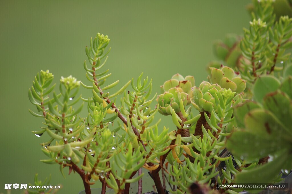 翠绿植物的枝干特写