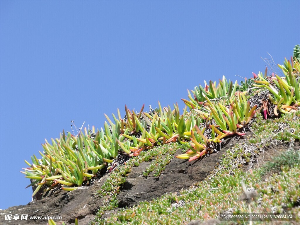山坡上的多彩植物