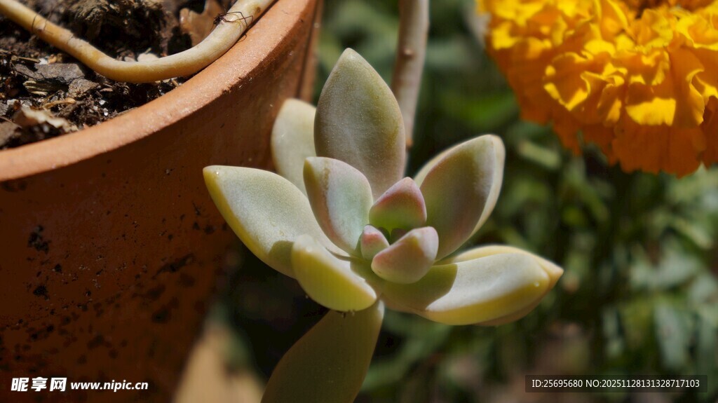 可爱多肉植物盆栽