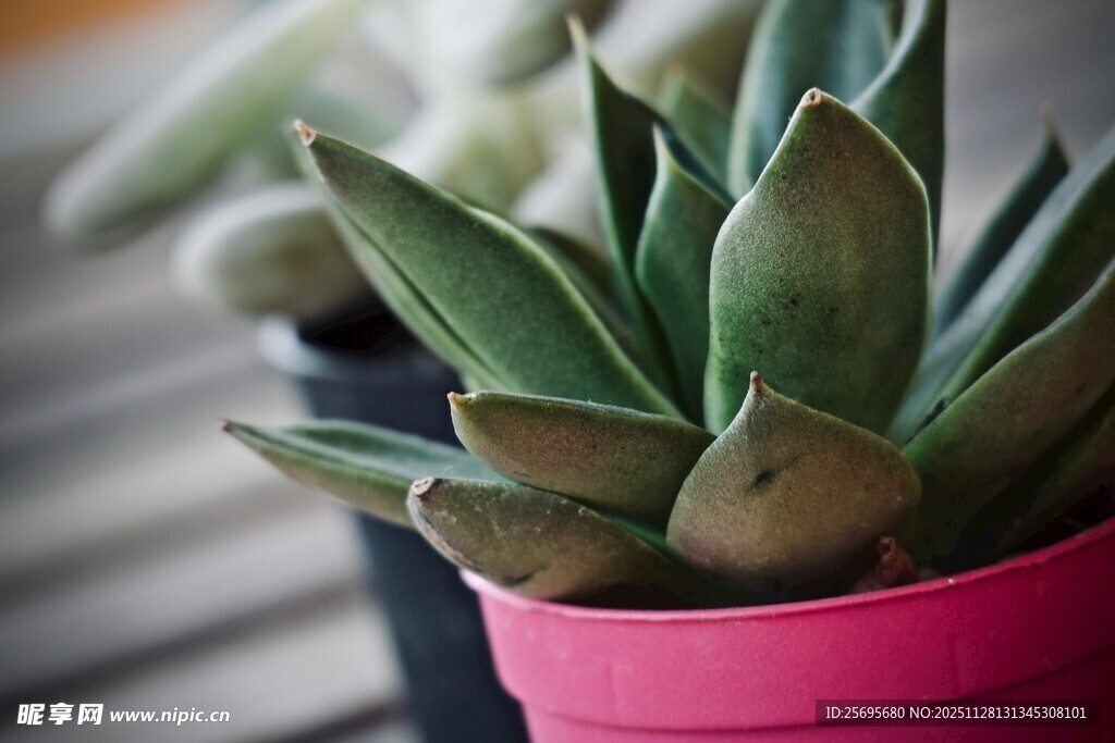 粉色花盆中的翠绿多肉植物