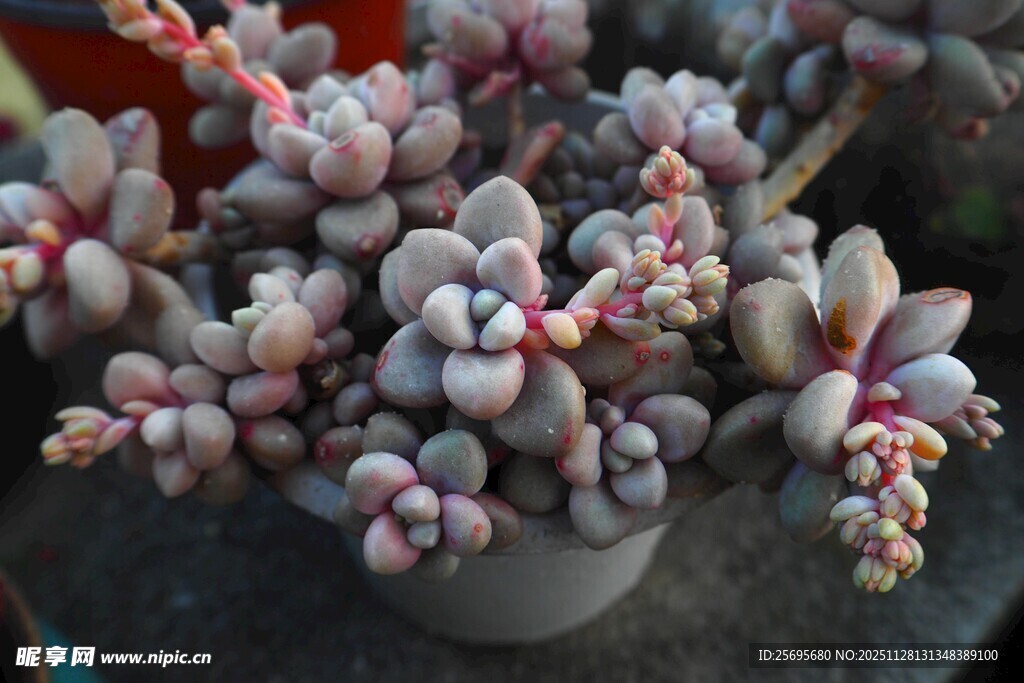 可爱多肉植物盆栽