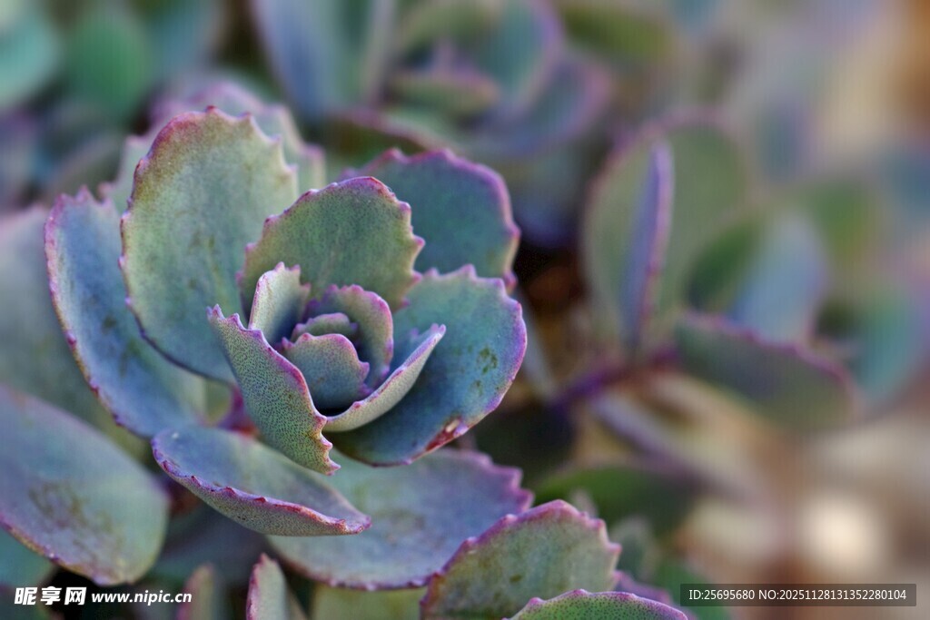紫边多肉植物特写