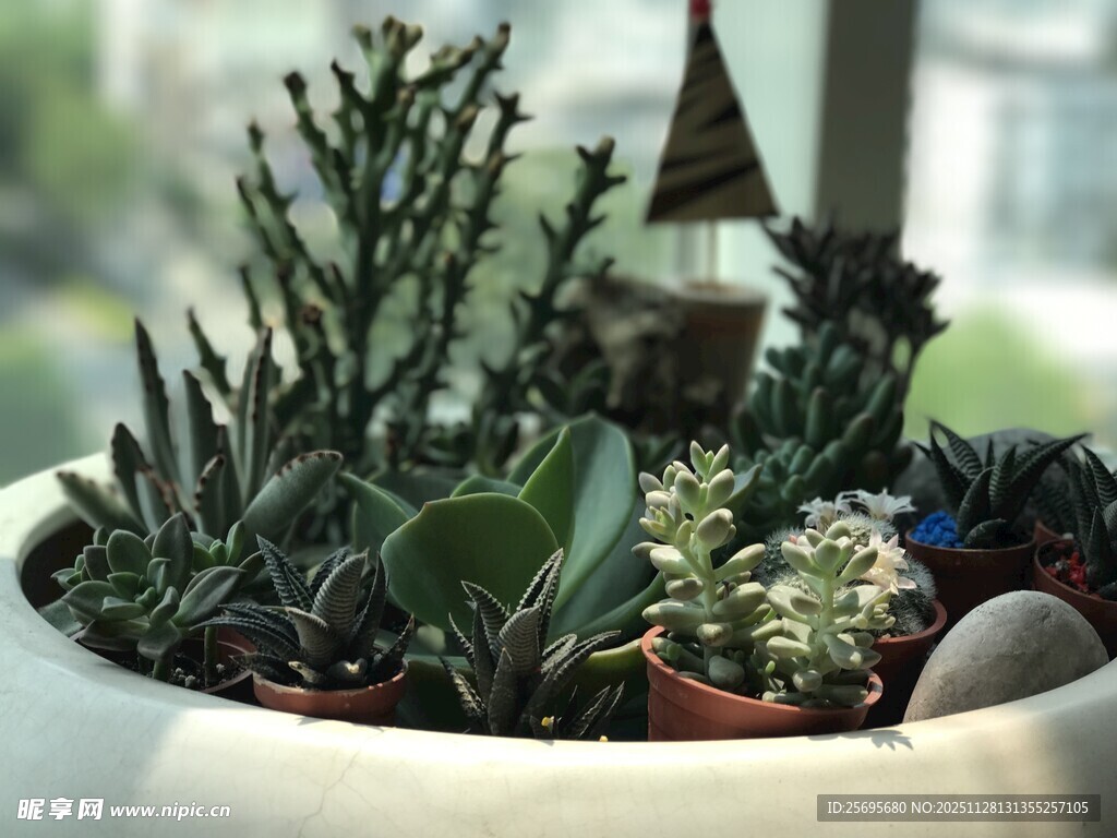 精致多肉盆栽小景