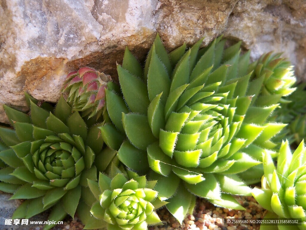 翠绿多肉植物特写