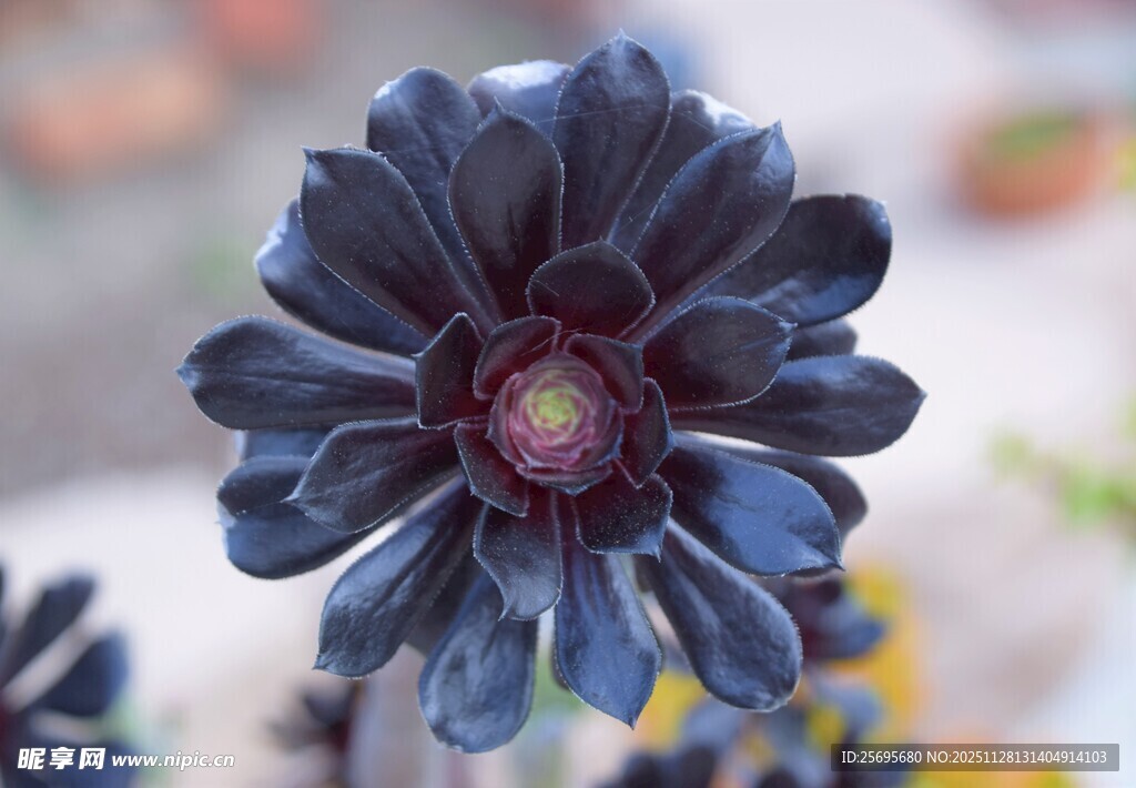 深紫色菊花特写