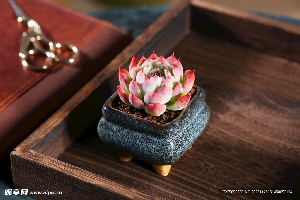 精致多肉盆栽置于木托盘