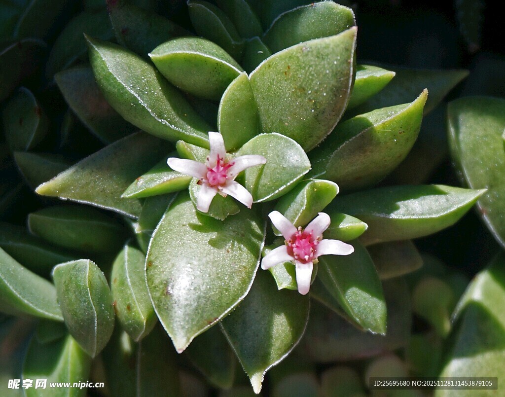绿叶间绽放的粉色星状小花