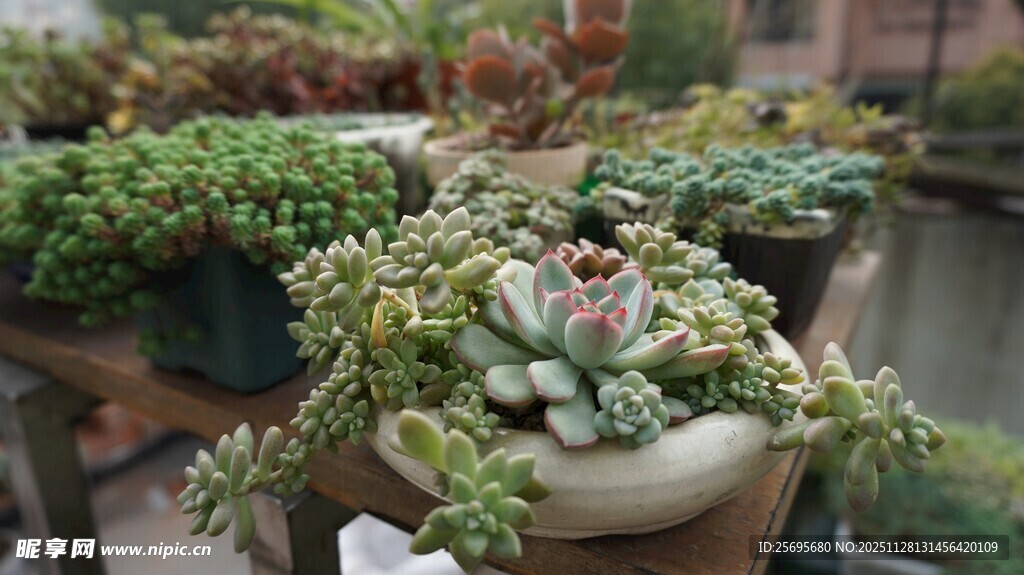 精致多肉盆栽景观