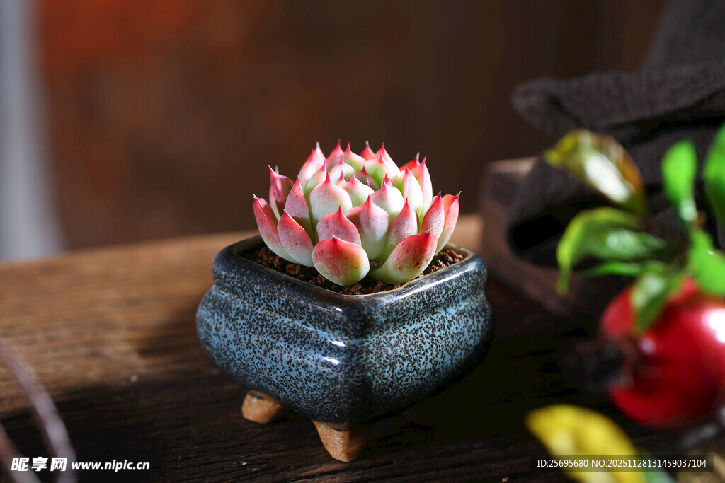 精致多肉盆栽摆饰