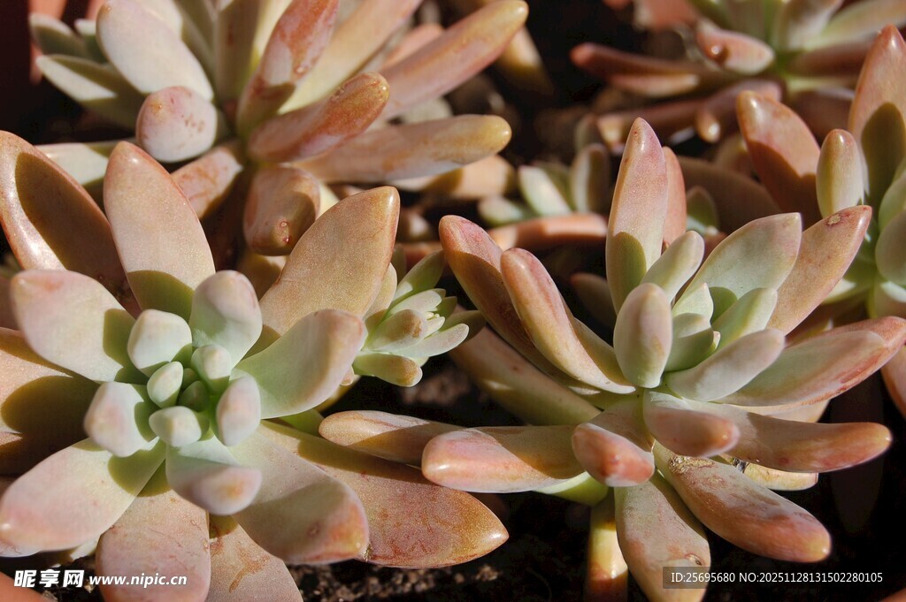 粉嫩多肉植物特写