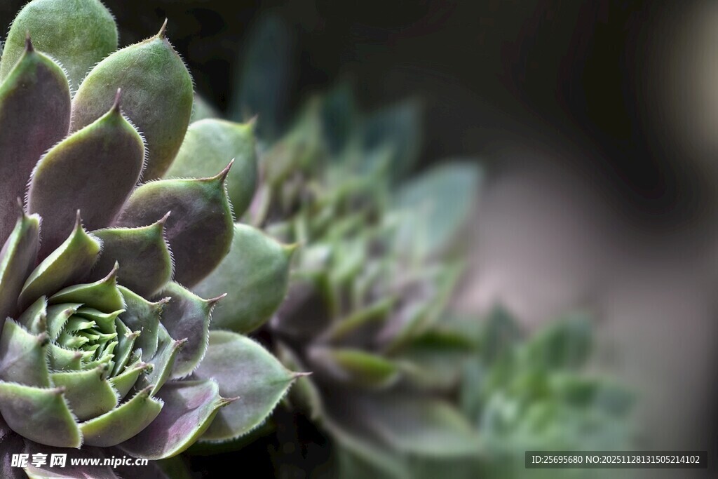 多肉植物特写