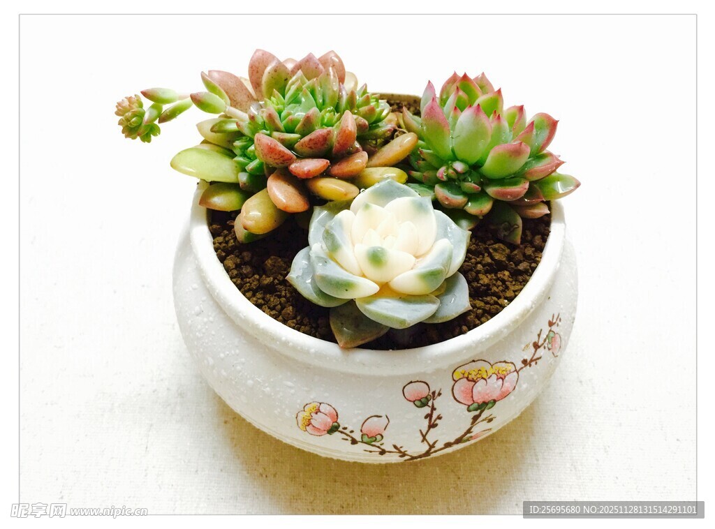 精致多肉盆栽