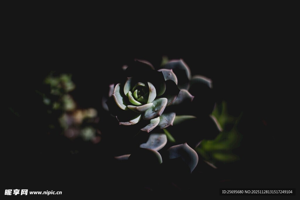 暗黑系多肉植物特写