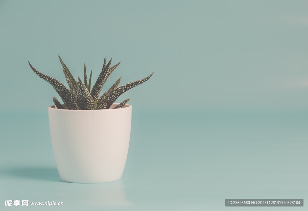 白色花盆中的绿色小植物