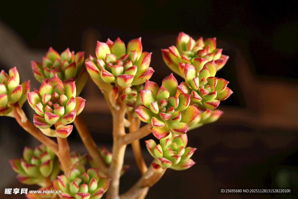 多彩多肉植物特写
