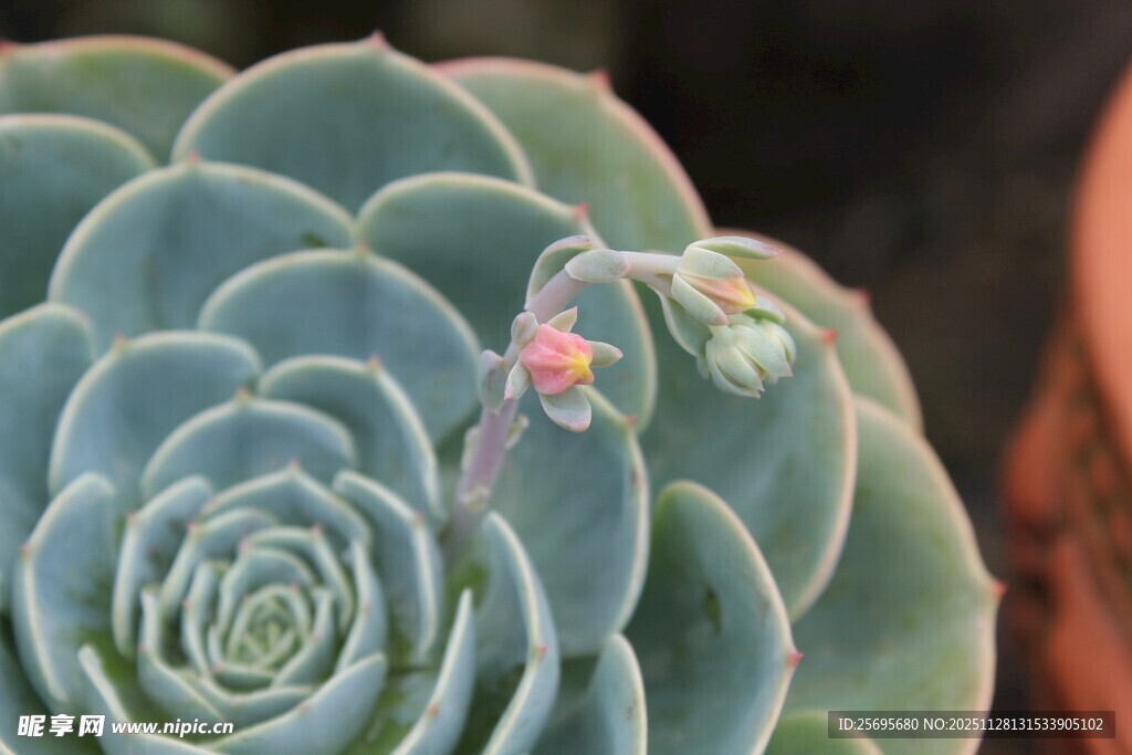 蓝绿色多肉植物绽放小花