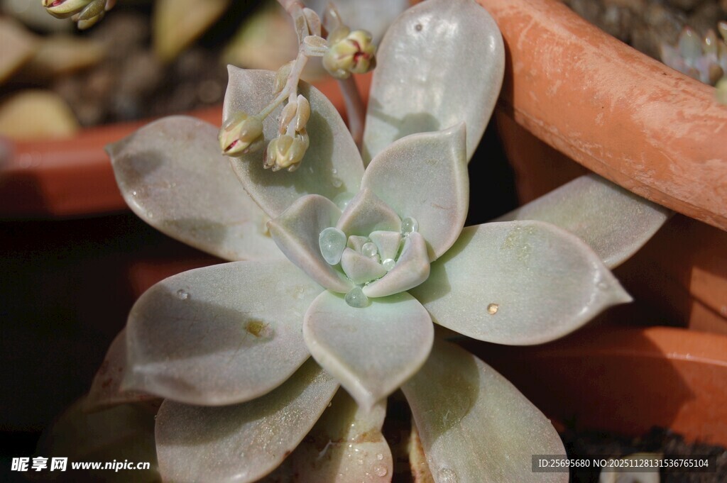 清新多肉植物特写