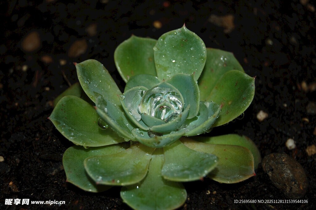 翠绿多肉植物特写
