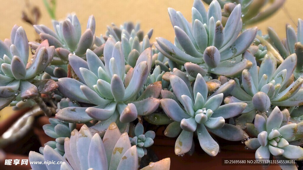 蓝紫色多肉植物特写