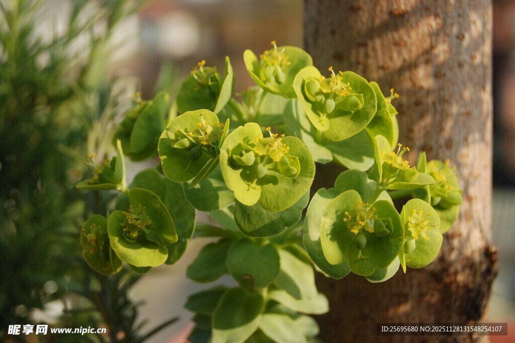 翠绿泽漆植物特写