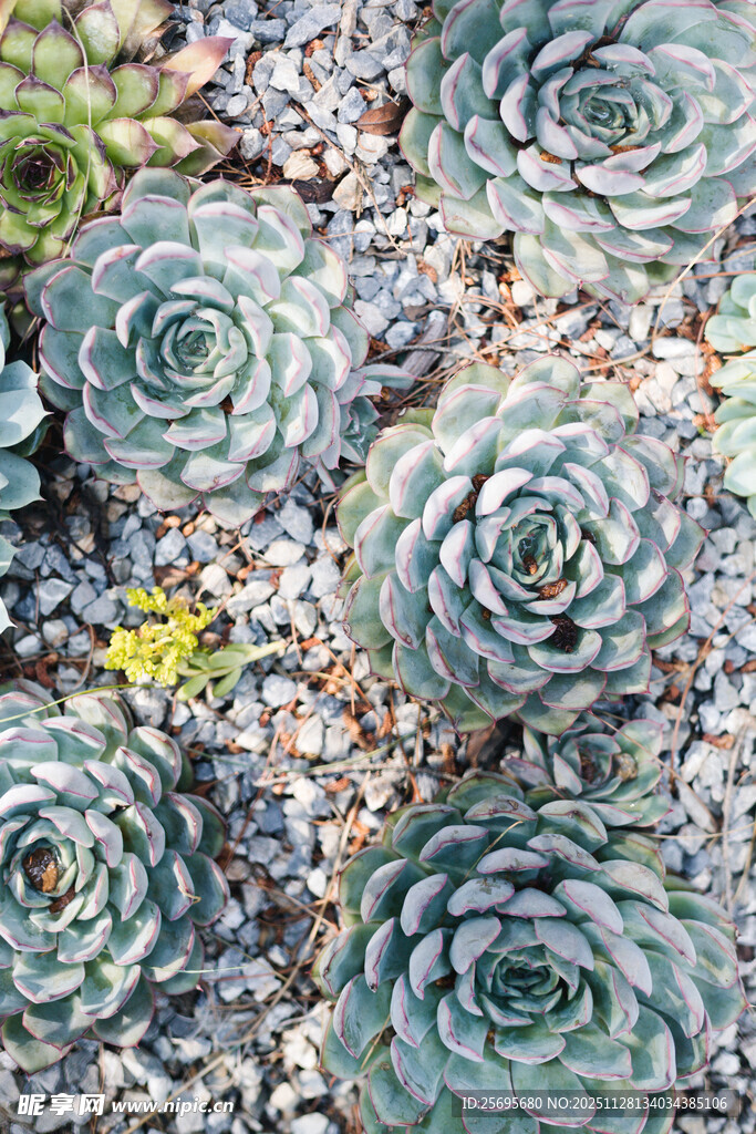 多肉植物特写