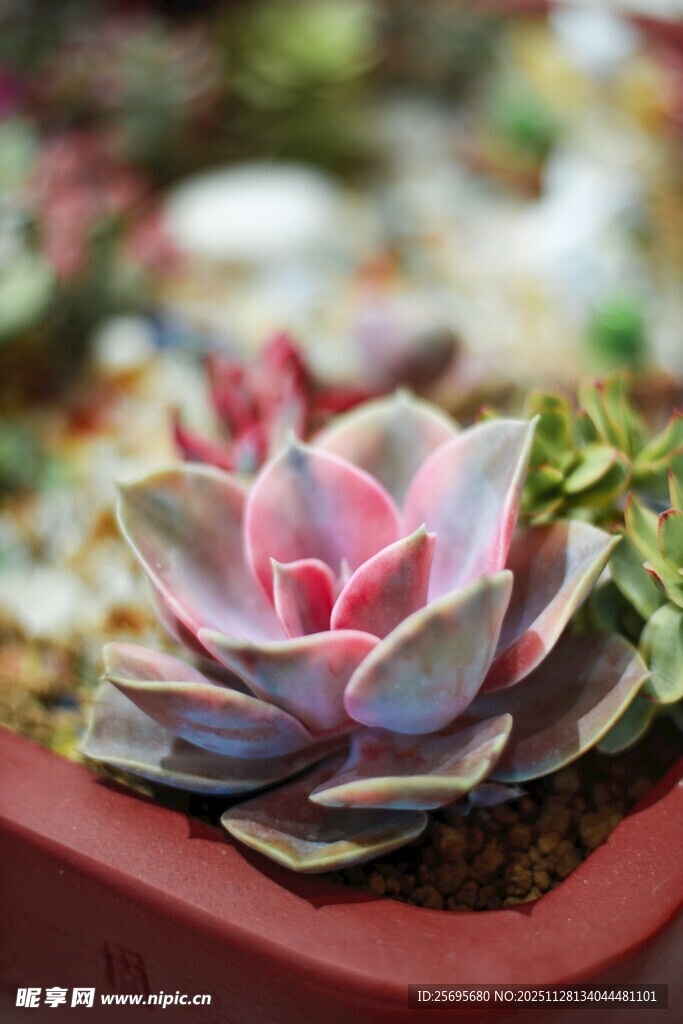 粉嫩多肉植物特写