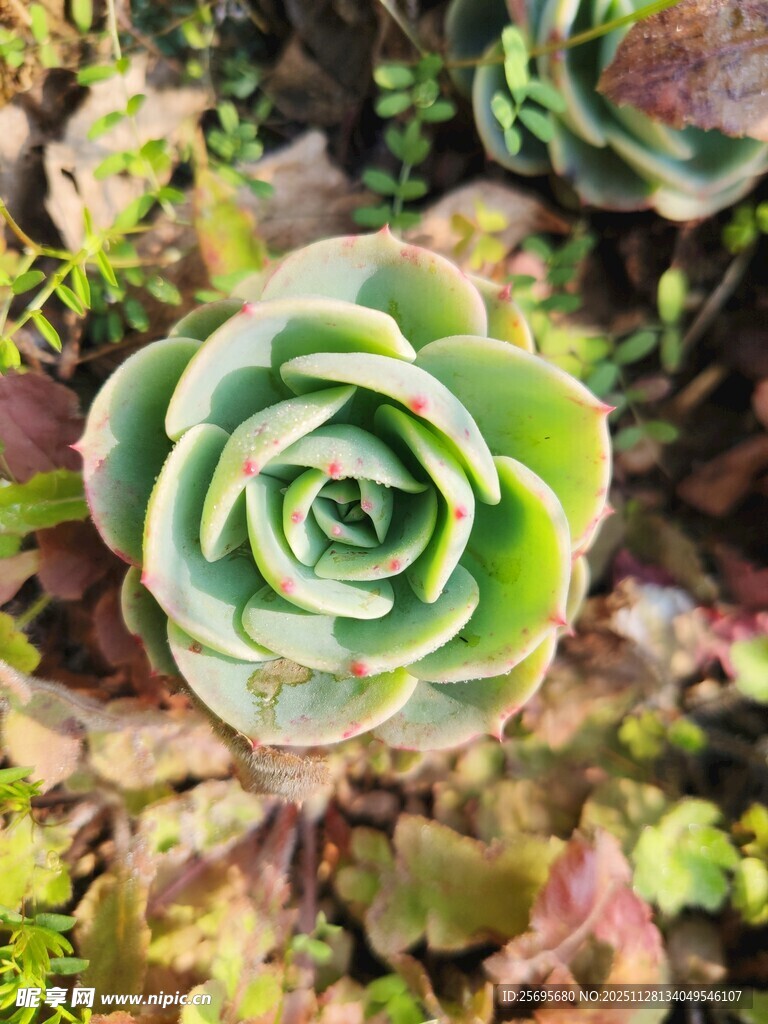 翠绿多肉植物特写