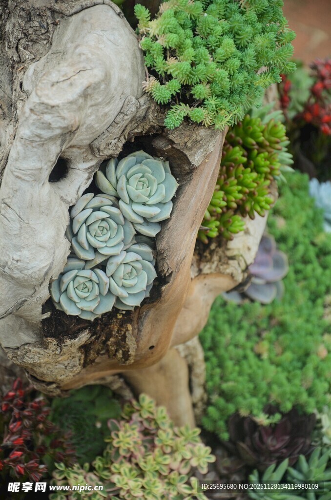 创意多肉植物组合盆景