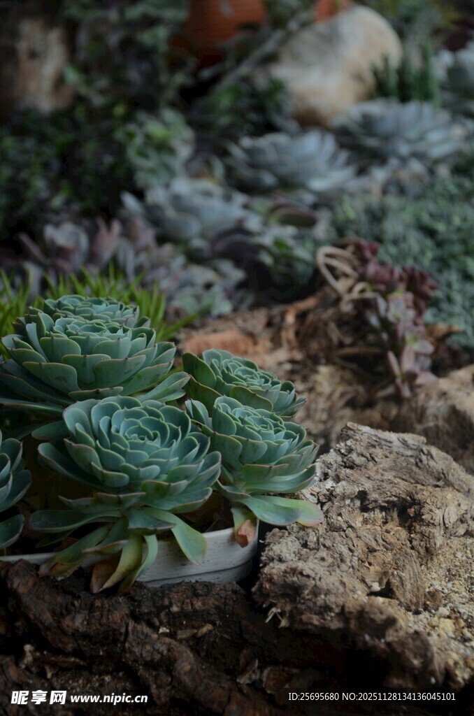 多肉植物生长于石间