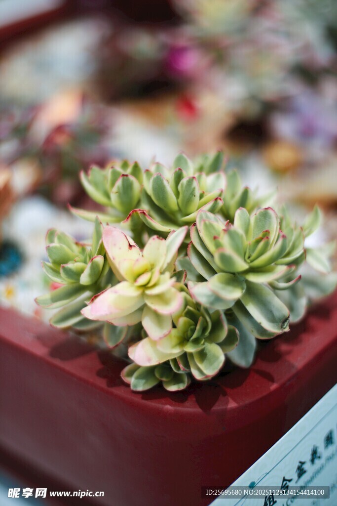 精致多肉盆栽特写