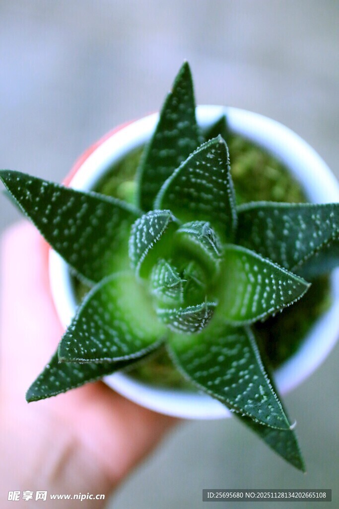 手捧别致多肉植物