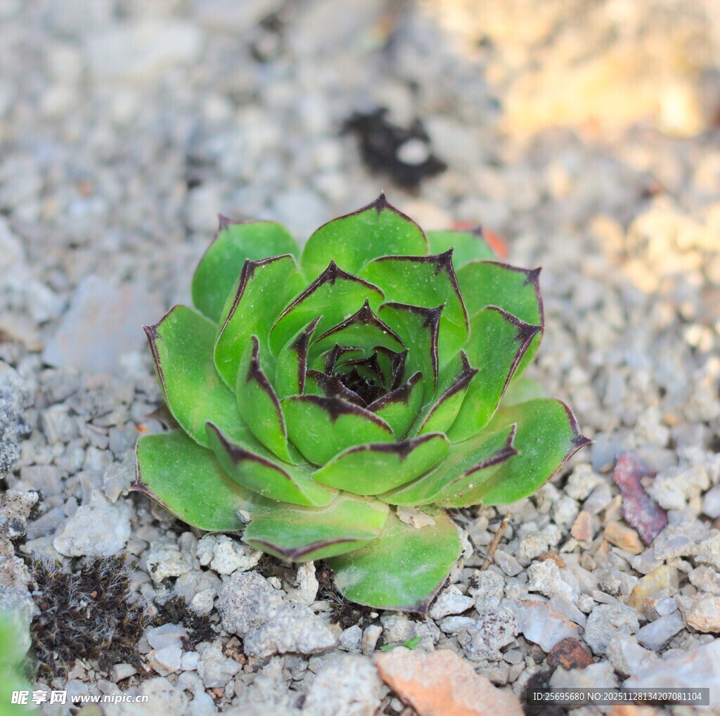石缝中的翠绿多肉植物